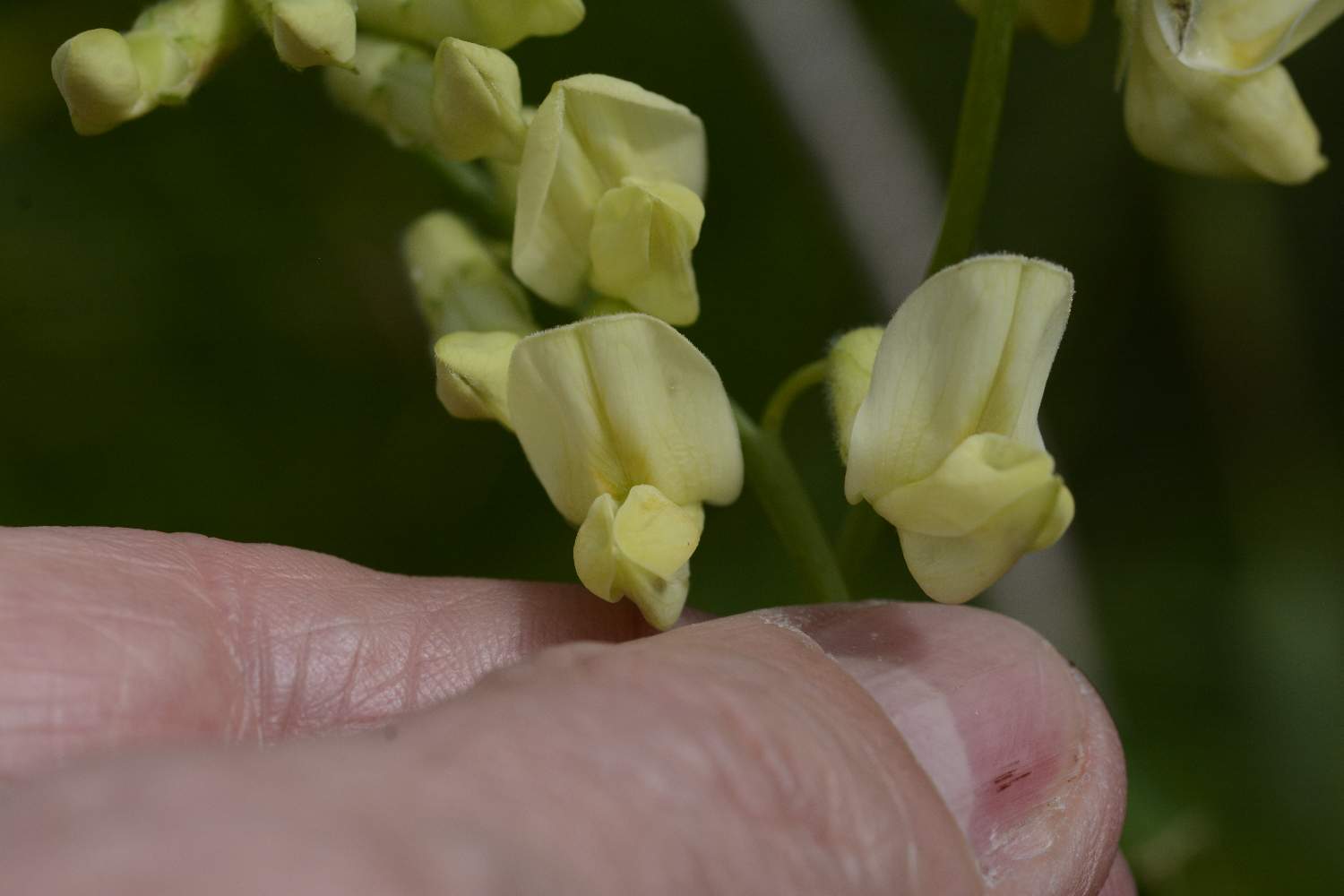 Lathyrus laevigatus subsp. occidentalis